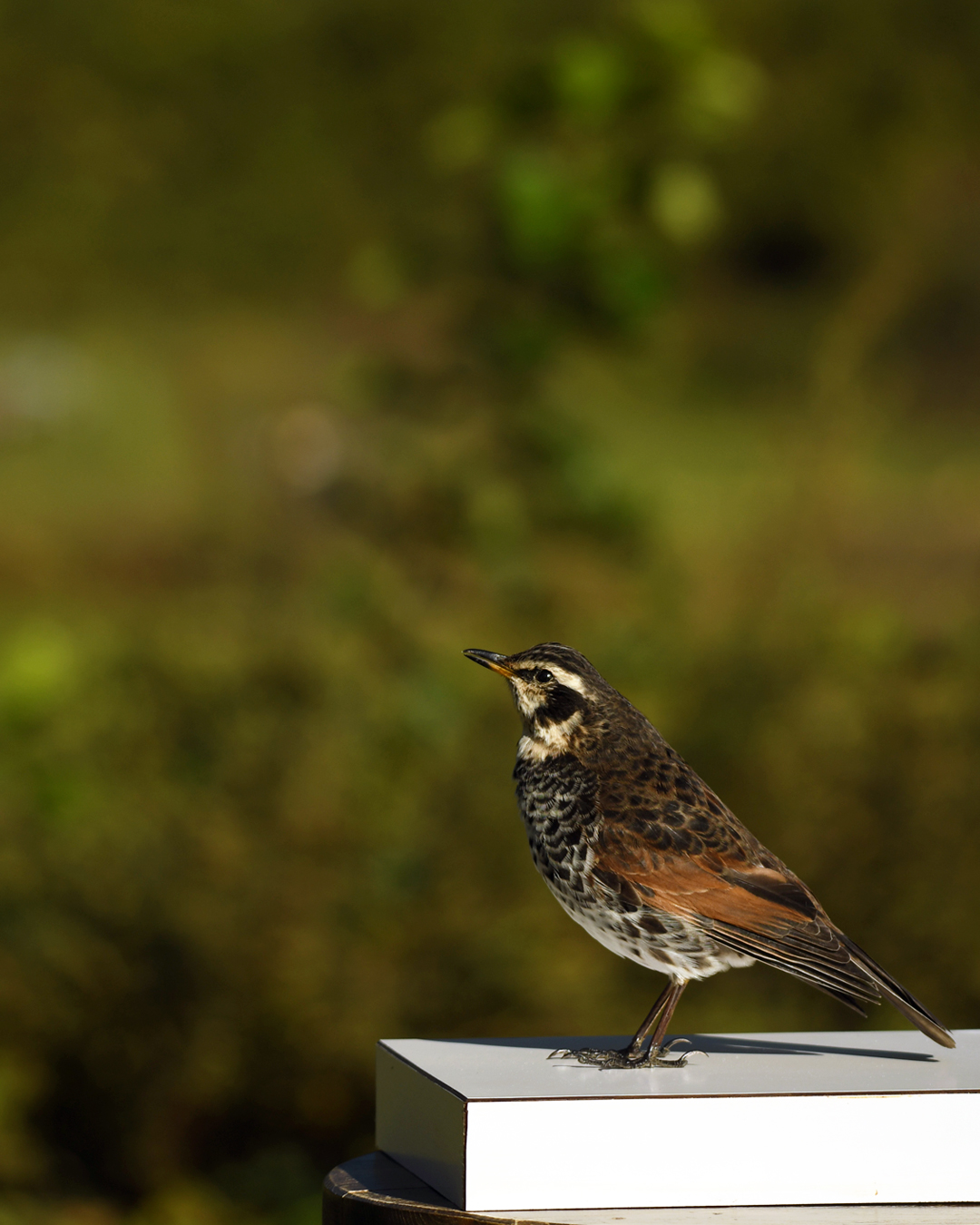 ツグミの剥製を納品させていただきました。