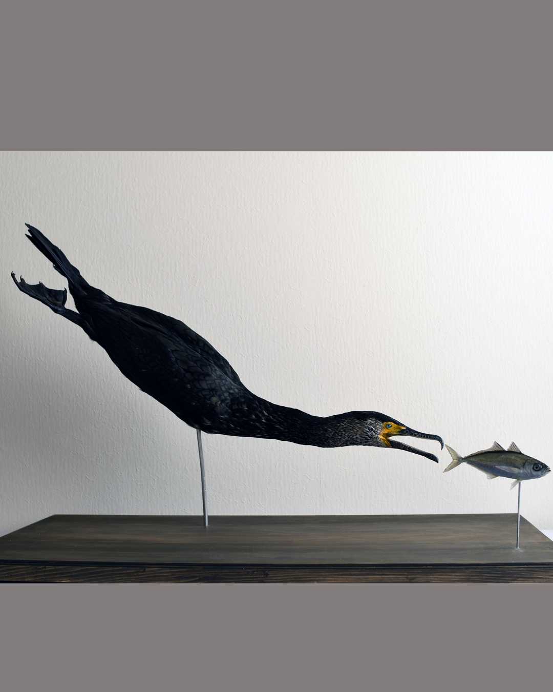 海鳥の剥製などを納品させていただきました。